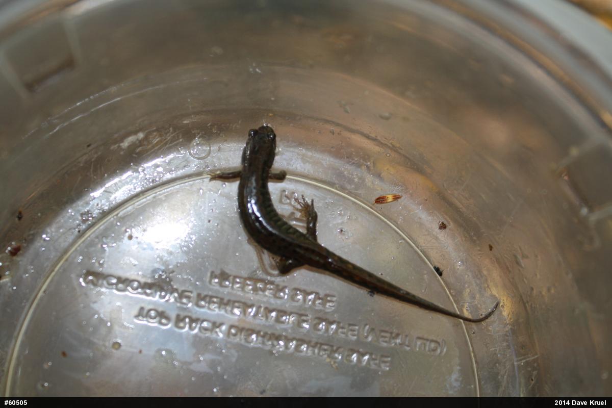 Northern Dusky Salamander