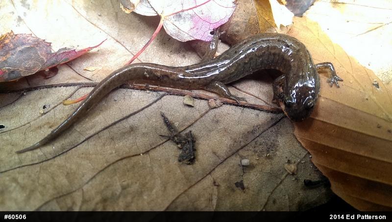 Northern Dusky Salamander