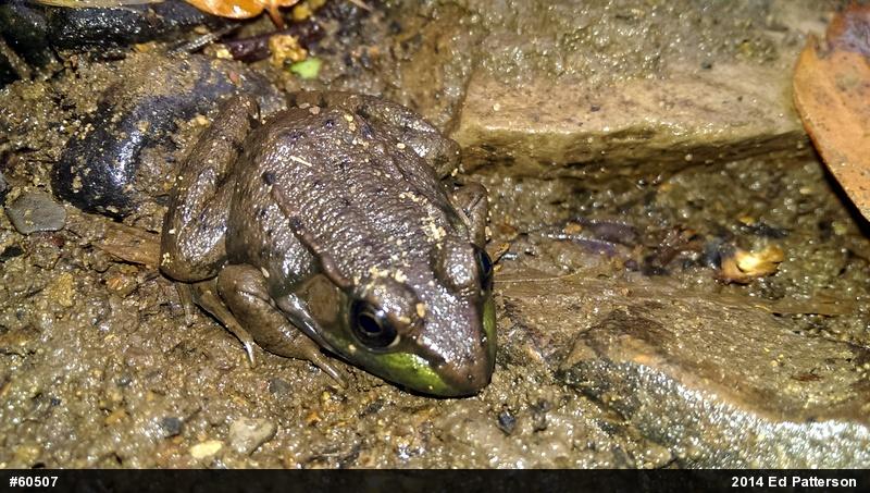 Green Frog