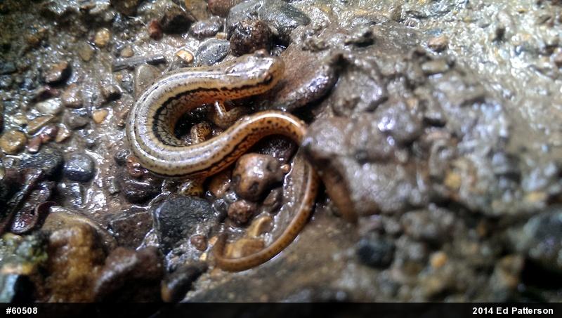 Northern Two-lined Salamander