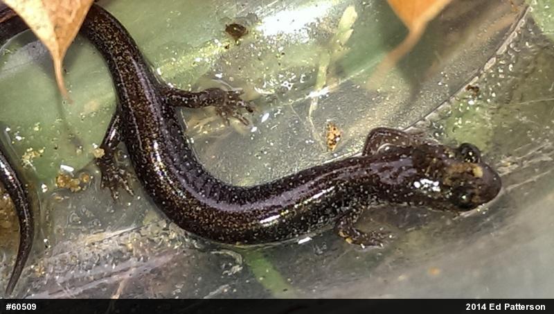 Valley And Ridge Salamander