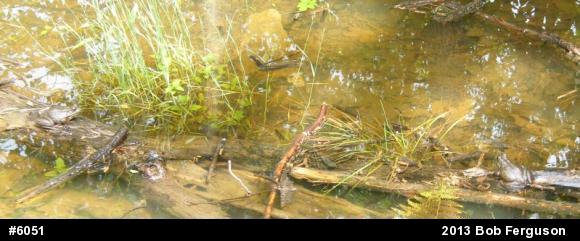 Green Frog