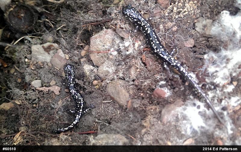 Northern Slimy Salamander