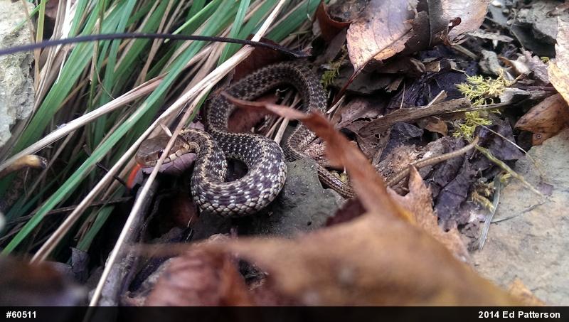 Eastern Gartersnake