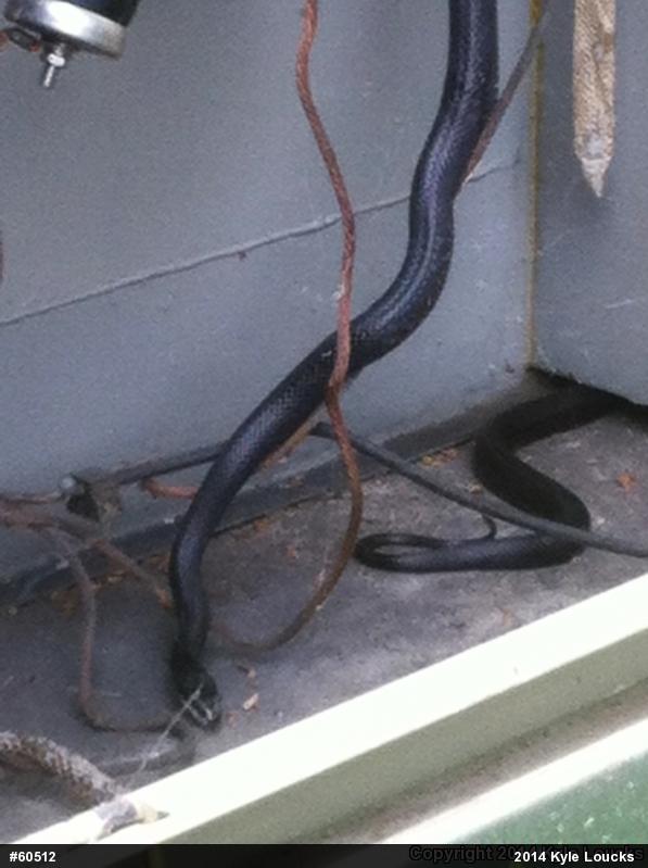 Eastern Ratsnake