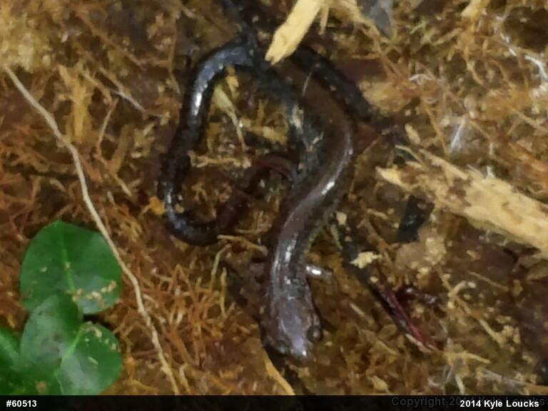 Eastern Red-backed  Salamander