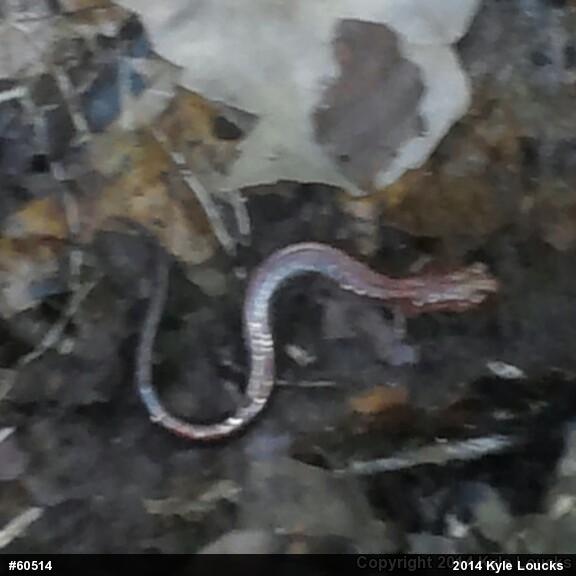 Eastern Red-backed  Salamander