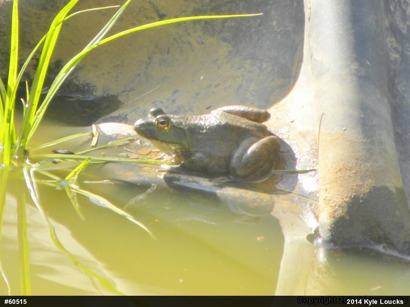 American Bullfrog
