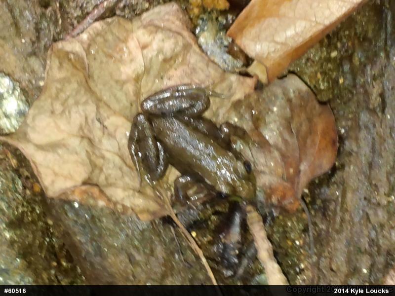 Green Frog