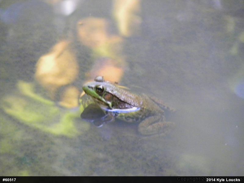 Green Frog