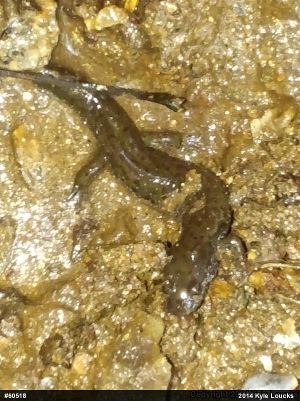 Northern Dusky Salamander