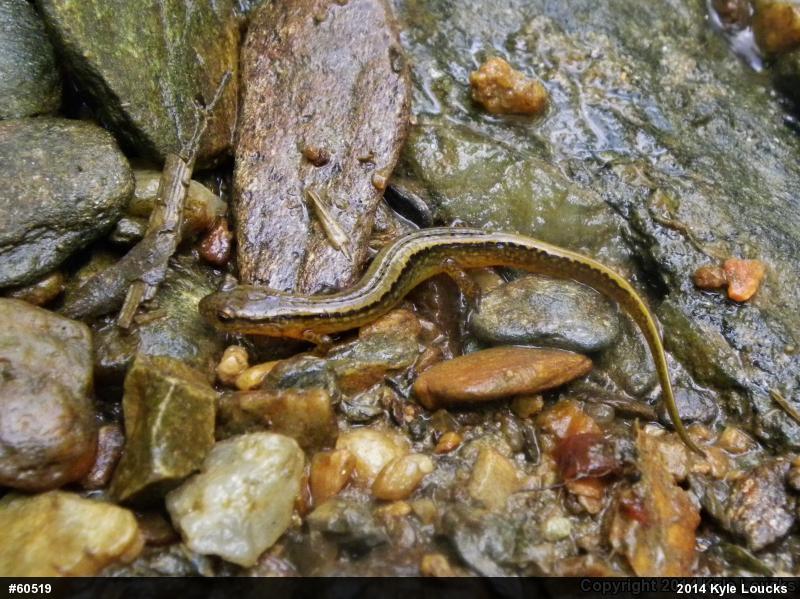 Northern Two-lined Salamander