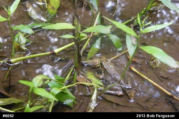 Green Frog