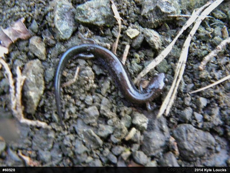 Eastern Red-backed  Salamander