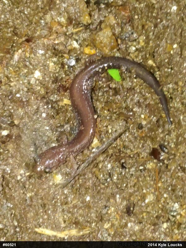 Eastern Red-backed  Salamander