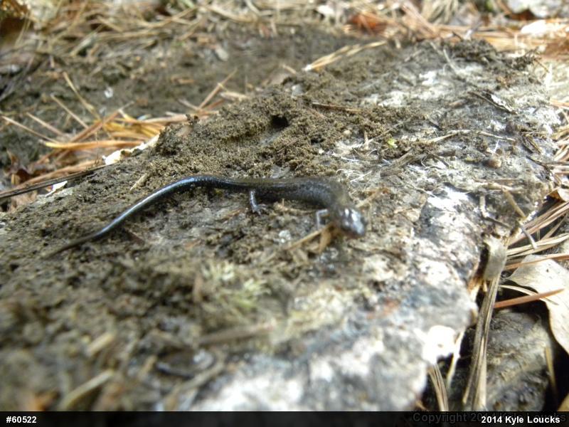Eastern Red-backed  Salamander