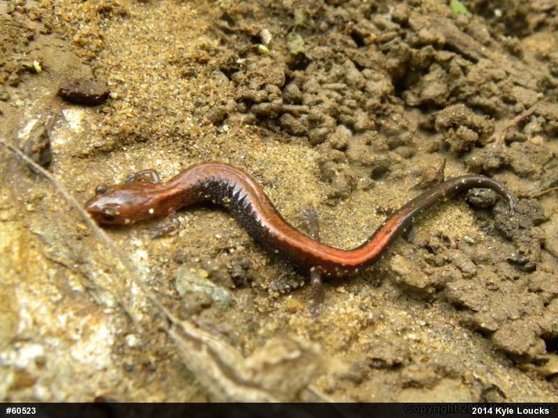 Eastern Red-backed  Salamander