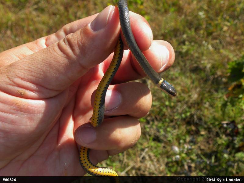 Northern Ring-necked Snake