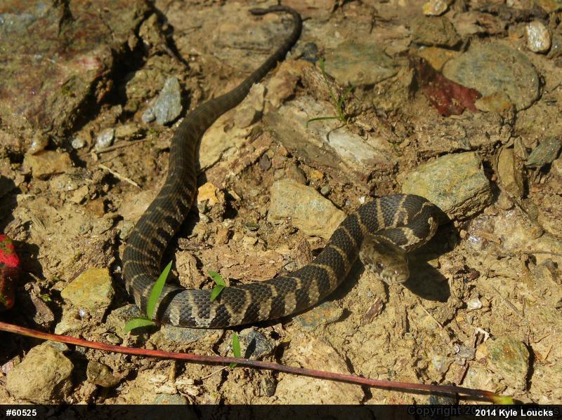 Northern Watersnake