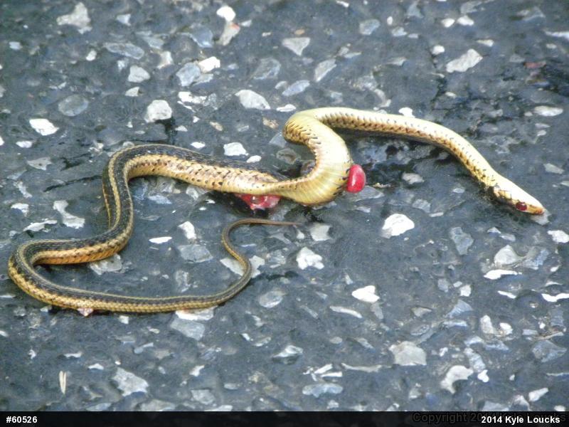 Eastern Gartersnake