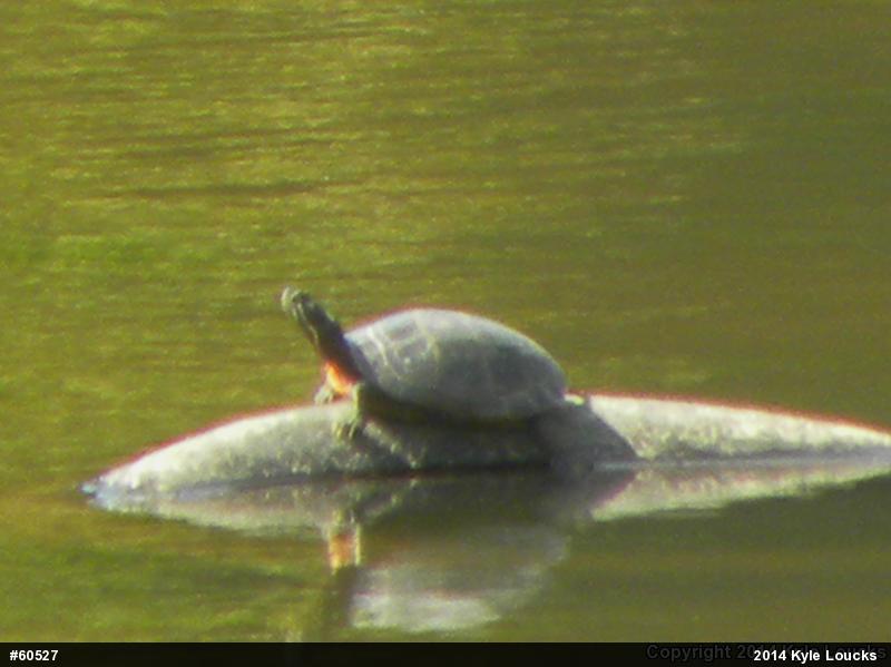 Eastern Painted Turtle