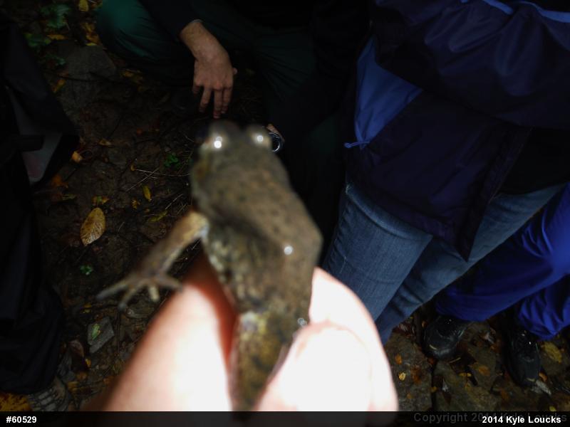 American Bullfrog