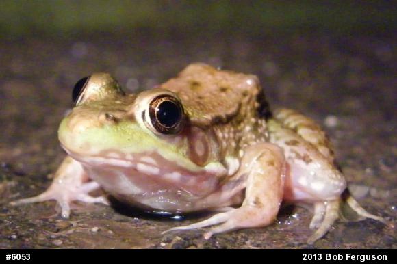 Green Frog