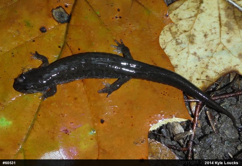 Northern Dusky Salamander