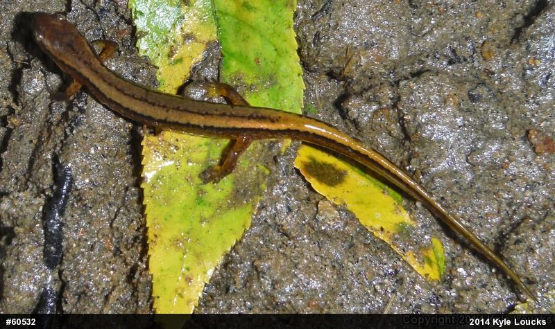 Northern Two-lined Salamander