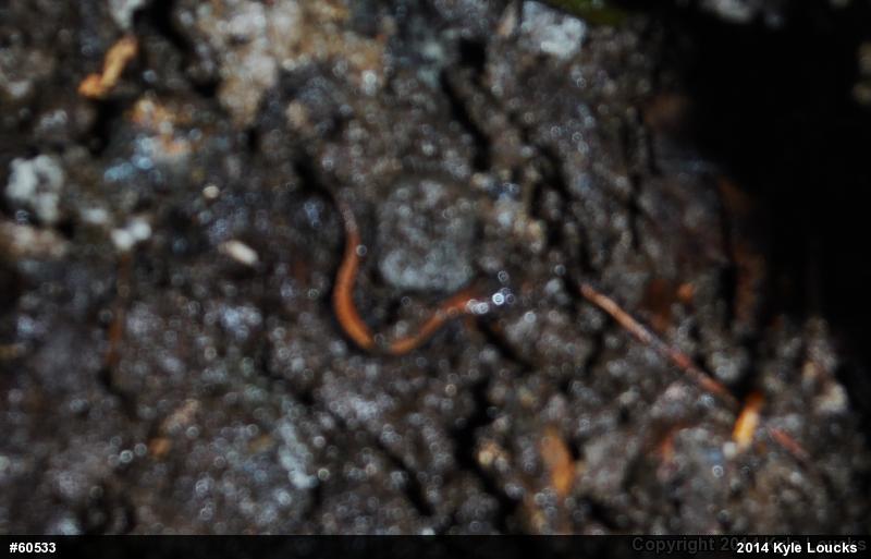 Eastern Red-backed  Salamander