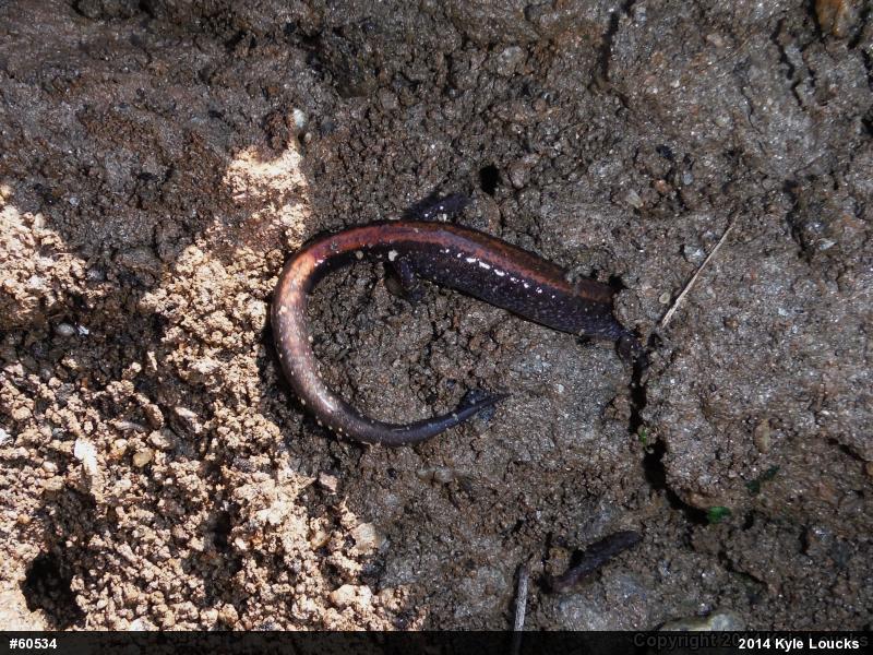 Eastern Red-backed  Salamander