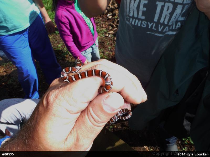 Eastern Milksnake