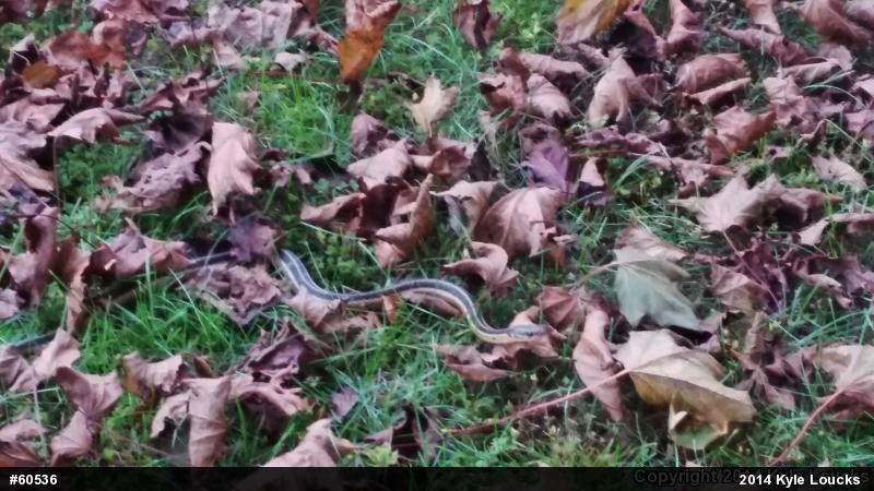 Eastern Gartersnake