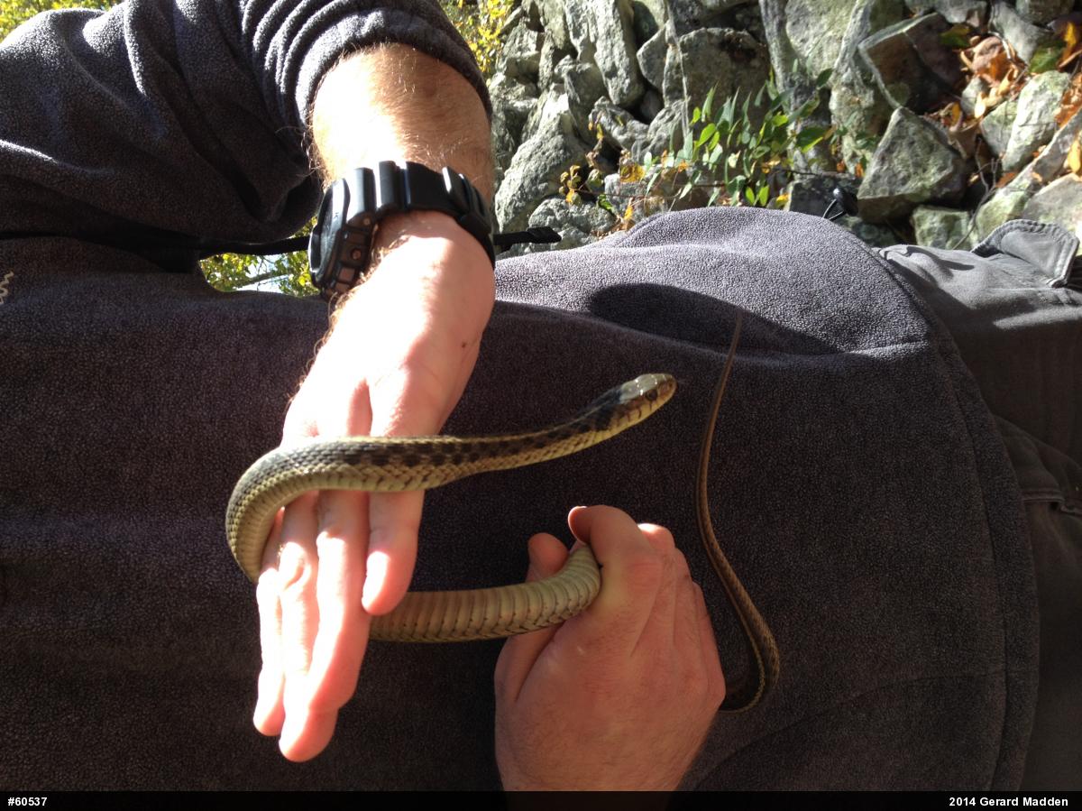 Eastern Gartersnake