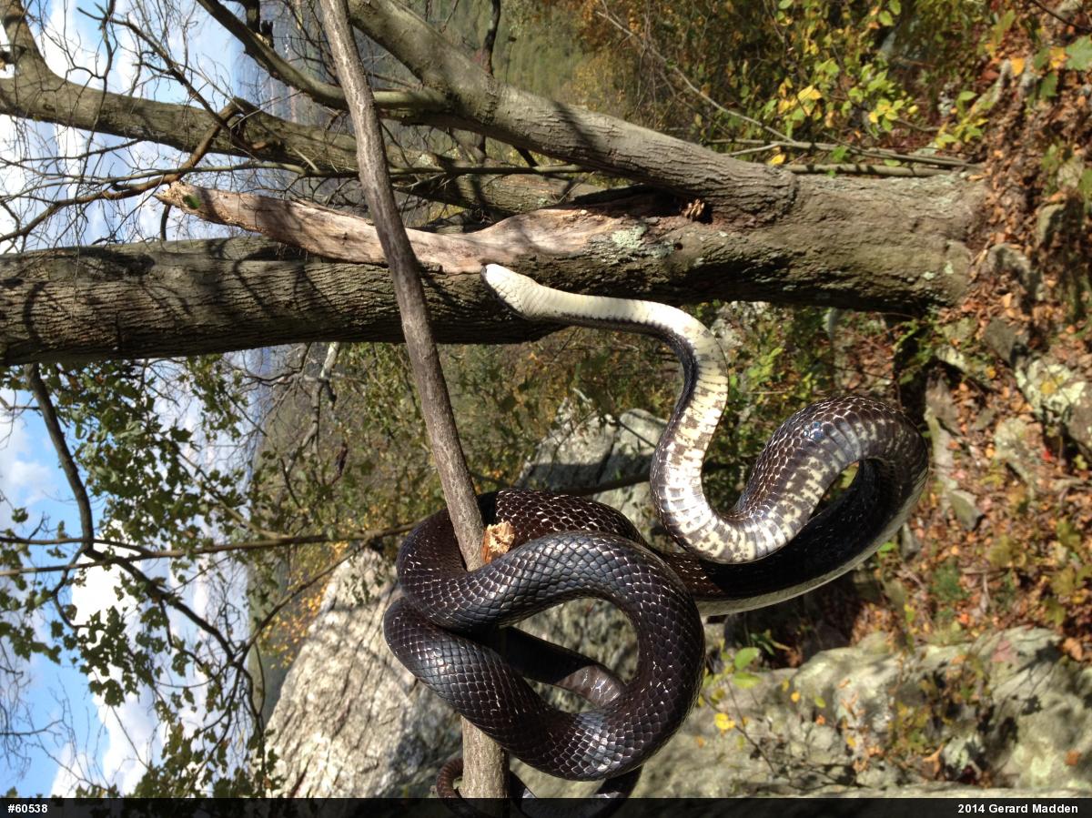 Eastern Ratsnake