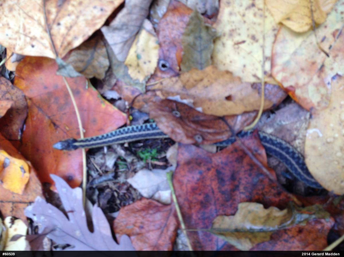 Eastern Gartersnake