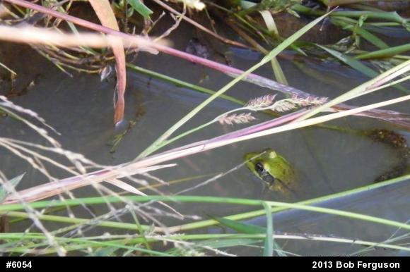 Green Frog