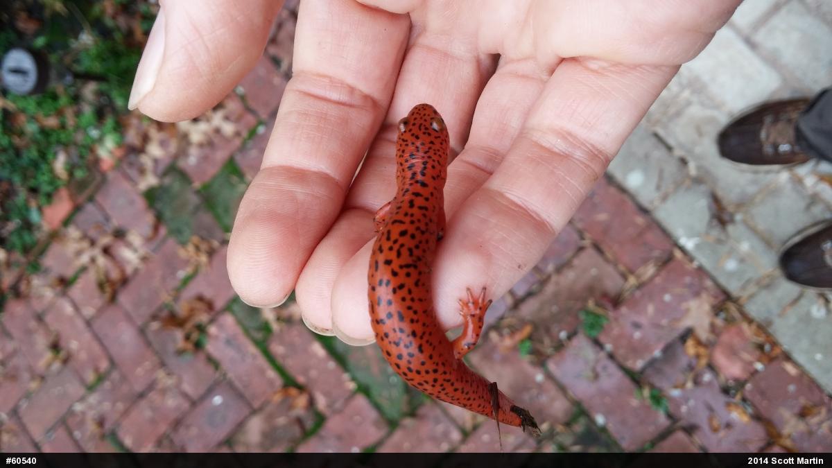 Northern Red Salamander