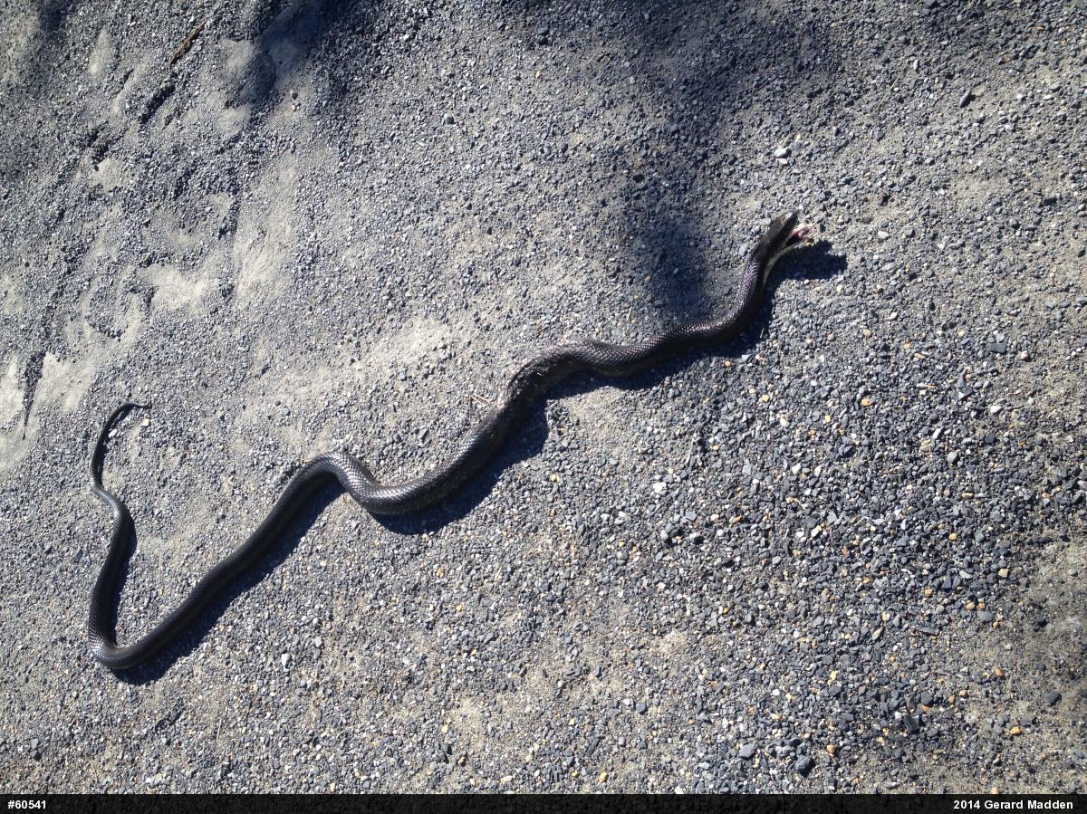 Eastern Ratsnake