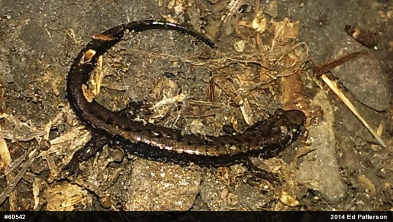 Allegheny Mountain Dusky Salamander