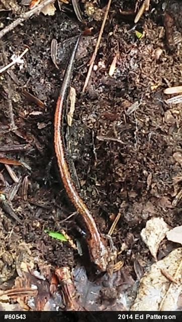 Eastern Red-backed  Salamander