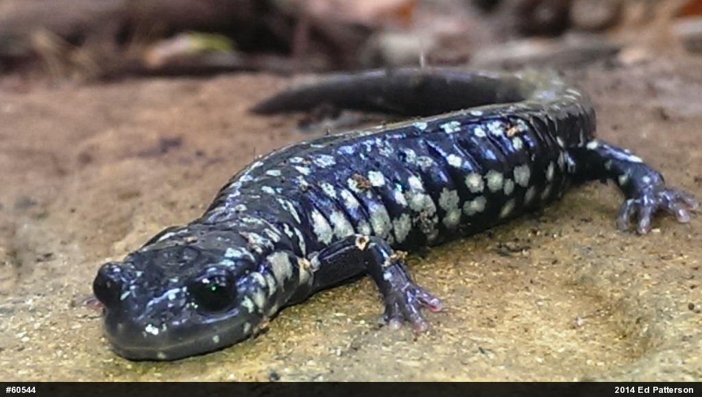 Northern Slimy Salamander