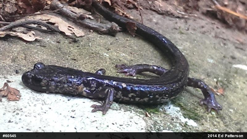 Wehrle's Salamander