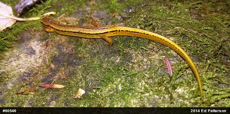 Northern Two-lined Salamander