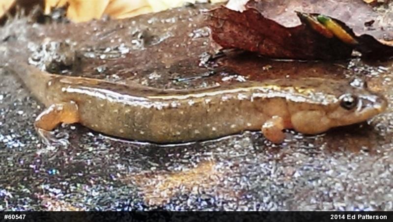 Northern Dusky Salamander