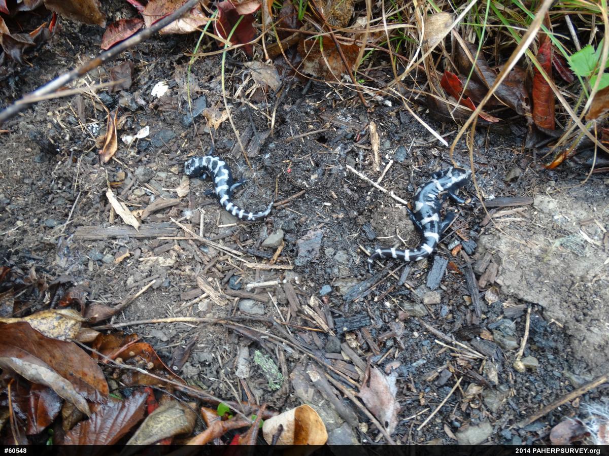 Marbled Salamander
