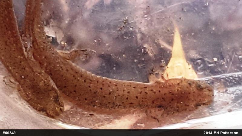 Northern Red Salamander