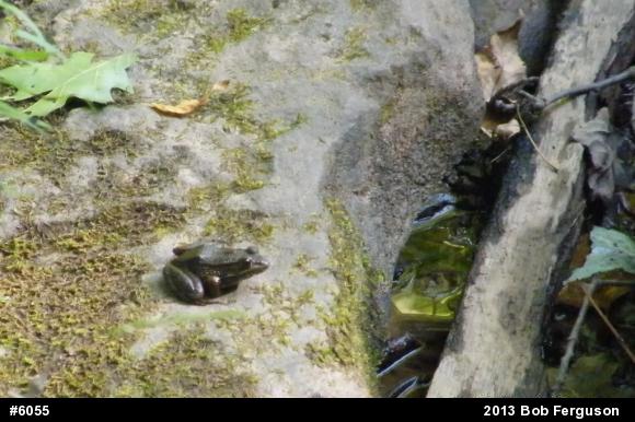 Green Frog