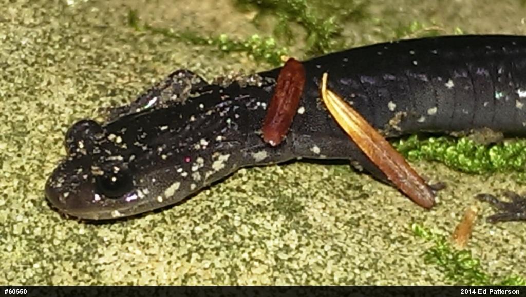 Wehrle's Salamander