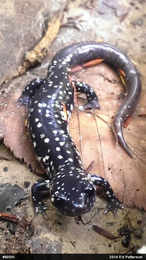 Northern Slimy Salamander